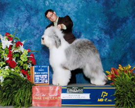 Female Old English Sheepdog