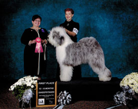 Female Old English Sheepdog