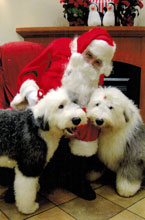 Female Old English Sheepdog