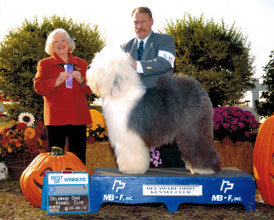 Male Old English Sheepdog