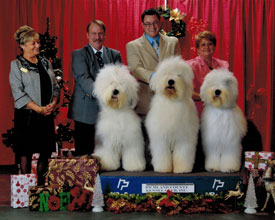 Male Old English Sheepdog