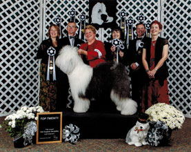 Male Old English Sheepdog