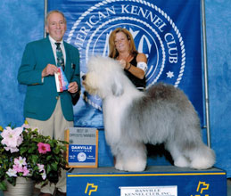 Female Old English Sheepdog