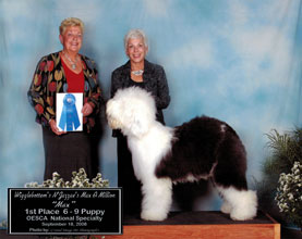 Male Old English Sheepdog