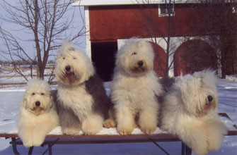 Old English Sheepdog