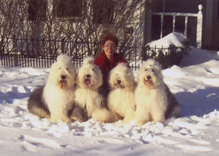 Old English Sheepdog