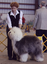 Female Old English Sheepdog