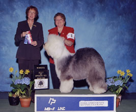 Female Old English Sheepdog
