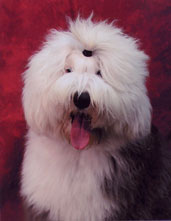 Female Old English Sheepdog