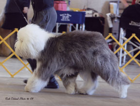 Female Old English Sheepdog