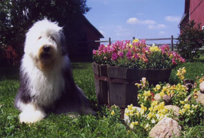 Old Enlgish Sheepdog on the farm