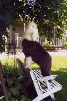 Old Enlgish Sheepdog on the farm