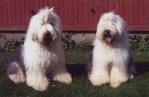 Old Enlgish Sheepdog on the farm