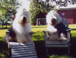 Old Enlgish Sheepdog on the farm