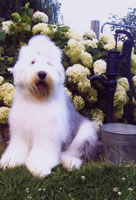 Old Enlgish Sheepdog on the farm