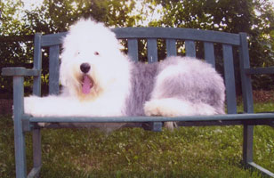 Old Enlgish Sheepdog on the farm