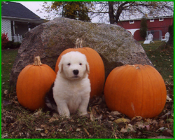 Farm Photo