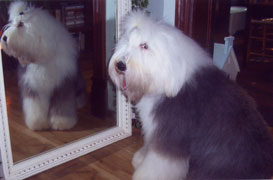 Old Enlgish Sheepdog