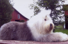 Old Enlgish Sheepdog