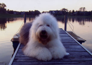 Female Old English Sheepdog