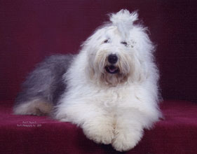 Female Old English Sheepdog