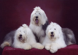 Female Old English Sheepdog