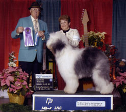 Male Old English Sheepdog