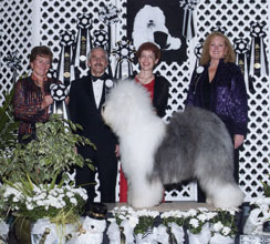 Male Old English Sheepdog