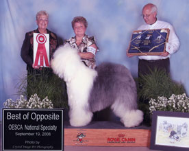 Male Old English Sheepdog