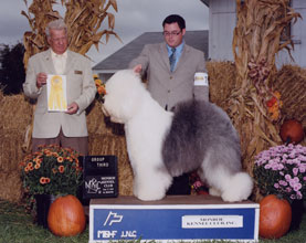 Male Old English Sheepdog