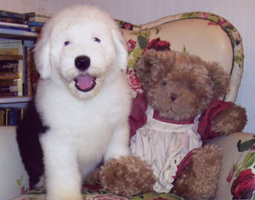 Old Enlgish Sheepdog Puppy