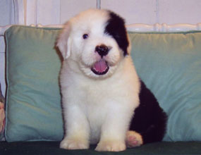 Old Enlgish Sheepdog Puppy