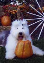 Female Old English Sheepdog