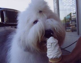 Female Old English Sheepdog
