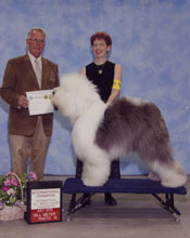 Male Old English Sheepdog