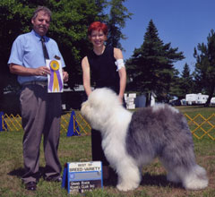 Male Old English Sheepdog